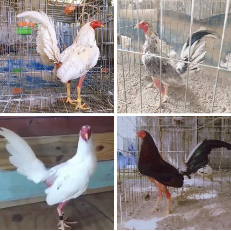 Gà Cuban Là Gì? Các Dòng Gà Cuban Phổ Biến Nhất 3 Các Dòng Gà Cuban