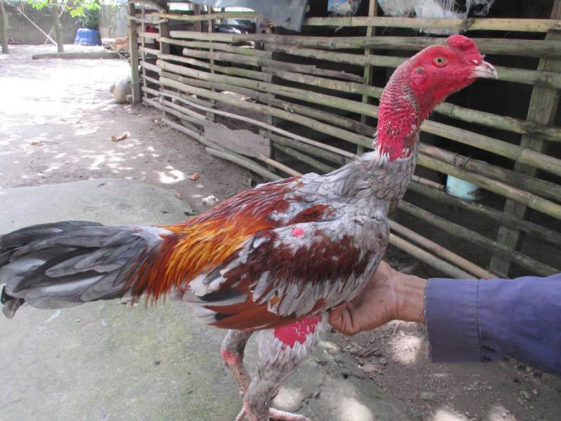 Kinh Kê Gà Chọi, Kinh Kê Diễn Nghĩa Quan Trọng Ra Sao? 3 Các Yếu Tố Cần Lưu Ý Khi Xem Kinh Kê Gà Chọi