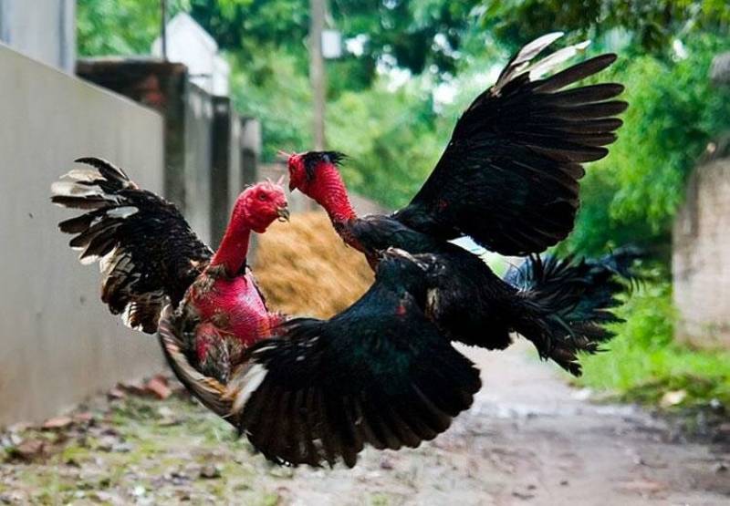 Kinh Kê Gà Chọi, Kinh Kê Diễn Nghĩa Quan Trọng Ra Sao? 5 Cách Ứng Dụng Kinh Kê Trong Việc Chọn Gà Chọi