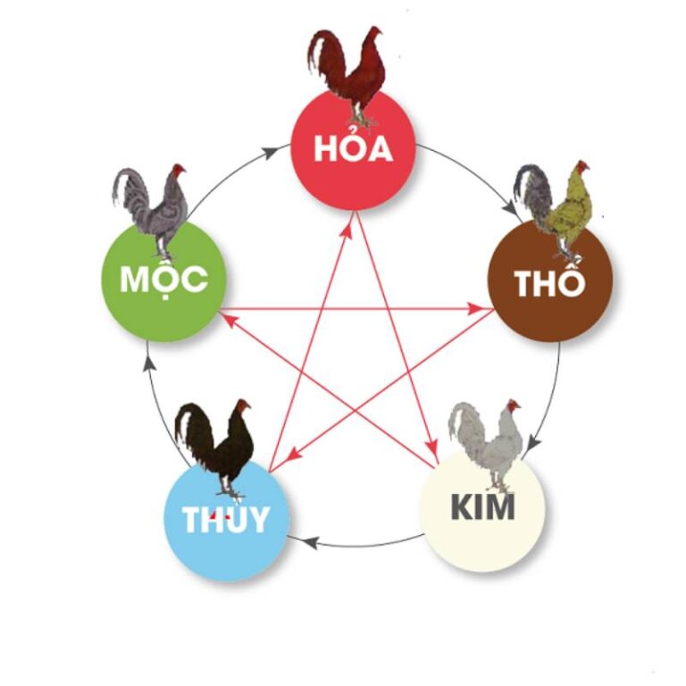 Cách Xem Màu Mạng Gà Đá Theo Ngày – Tăng Cơ Hội Thắng 25 Cach Xem Mau Mang Ga Da Theo Ngay – Tang Co Hoi Thang