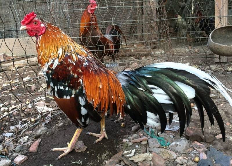 Cách Xem Màu Mạng Gà Đá Theo Ngày – Tăng Cơ Hội Thắng 3 Cách xác định màu mạng gà theo ngày