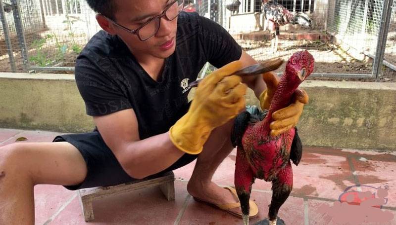 Kỹ Thuật Chăn Nuôi Gà Đá – Tạo Nên Chiến Kê Bách Chiến 6 Chăm sóc sau thi đấu