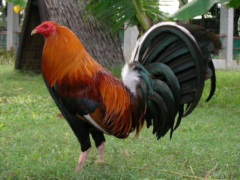 Tại Sao Gà Chọi Mỹ Được Ưa Chuộng Như Vậy? 6 Chọn theo giống nổi tiếng