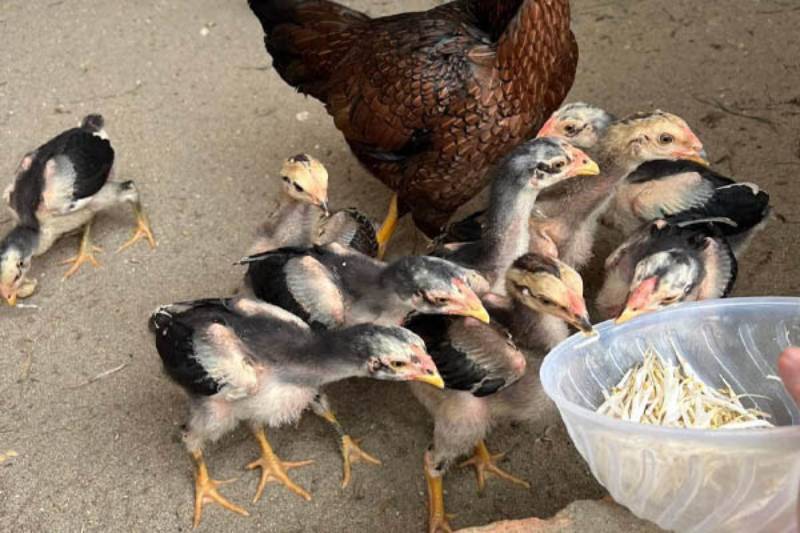 Kỹ Thuật Chăn Nuôi Gà Đá – Tạo Nên Chiến Kê Bách Chiến 2 Chọn từ các trại giống uy tín