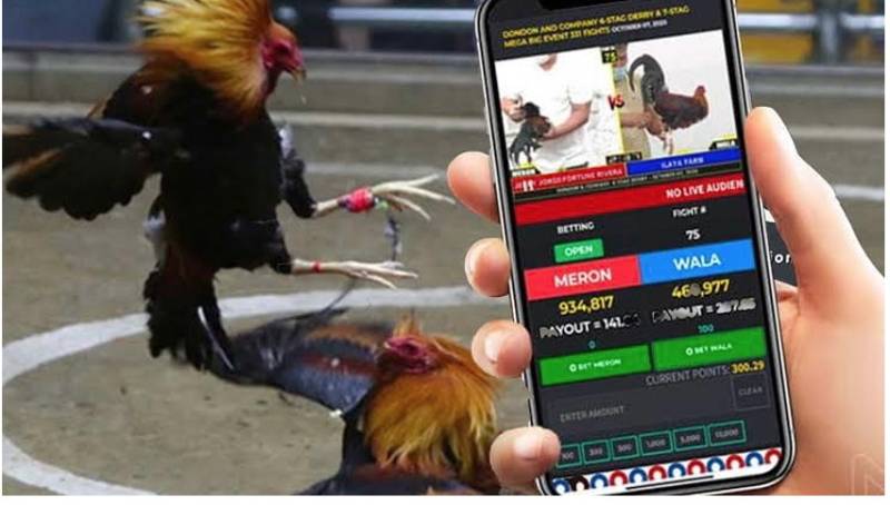 Đá Gà Online Có Bị Bắt Không? Giải Đáp Rõ Ràng Nhất 3 Cơ Sở Pháp Lý Xử Lý Hành Vi Đá Gà Qua Mạng