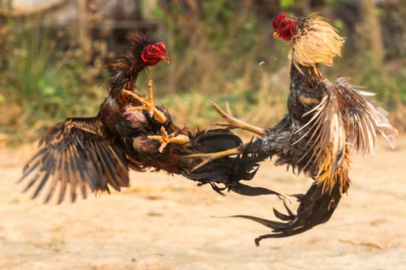 Giống Gà Đá Hay Và Loại Hình Đá Gà Hay 7 Đá Gà Quyền Anh (Đá Gà Boxer)