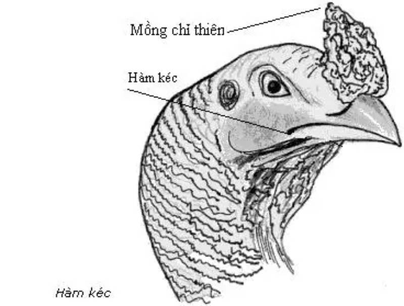 Kinh Kê Gà Chọi, Kinh Kê Diễn Nghĩa Quan Trọng Ra Sao? 2 Diễn Nghĩa Kinh Kê và Ứng Dụng Vào Gà Chọi