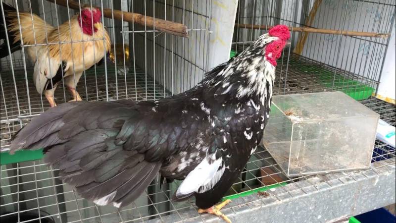 Hướng Dẫn Cách Nuôi Gà Tre Mã Lai Hiệu Quả 4 Dien tich chuong ga tre ma lai