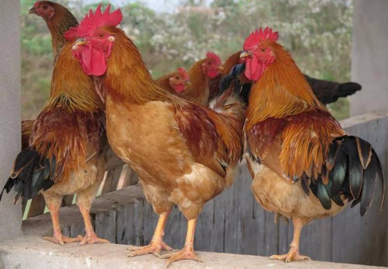 Giống Gà Đá Hay Và Loại Hình Đá Gà Hay 2 Gà Chọi Ri (Gà Rặc Ri)