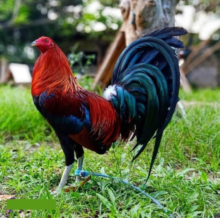 Gà Cuban Là Gì? Các Dòng Gà Cuban Phổ Biến Nhất 4 Gà Cuban Là Gì? Các Dòng Gà Cuban Phổ Biến Nhất