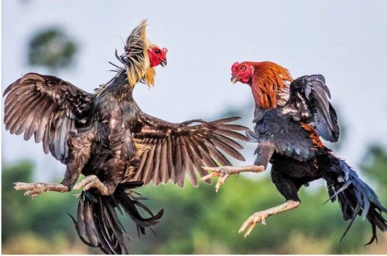 Giống Gà Đá Hay Và Loại Hình Đá Gà Hay 51 Giong Ga Da Hay Va Loai Hinh Da Ga Hay