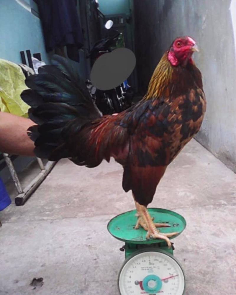 Hướng Dẫn Cách Nuôi Gà Tre Mã Lai Hiệu Quả 5 Huấn luyện thể lực: