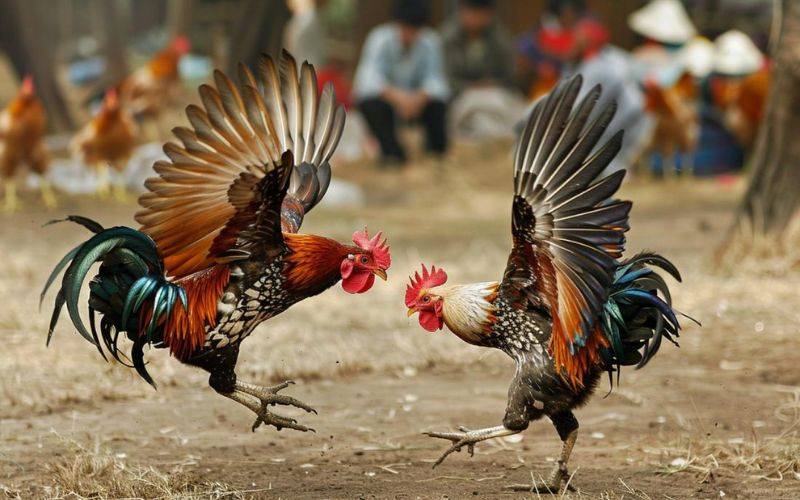 Kinh Nghiệm Chơi Đá Gà Tre Casino Chi Tiết Và Hiệu Quả 1 Kinh Nghiệm Chơi Đá Gà Tre Casino Chi Tiết Và Hiệu Quả