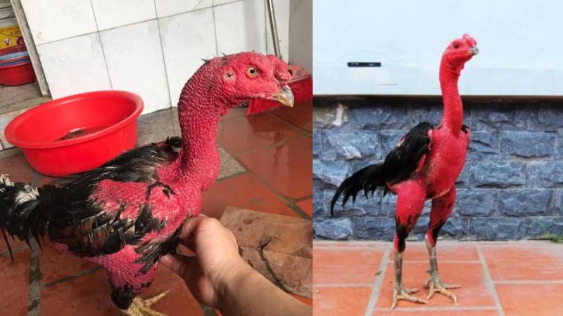 Kỹ Thuật Chăn Nuôi Gà Đá – Tạo Nên Chiến Kê Bách Chiến 1 Ky Thuat Chan Nuoi Ga Da – Tao Nen Chien Ke Bach Chien