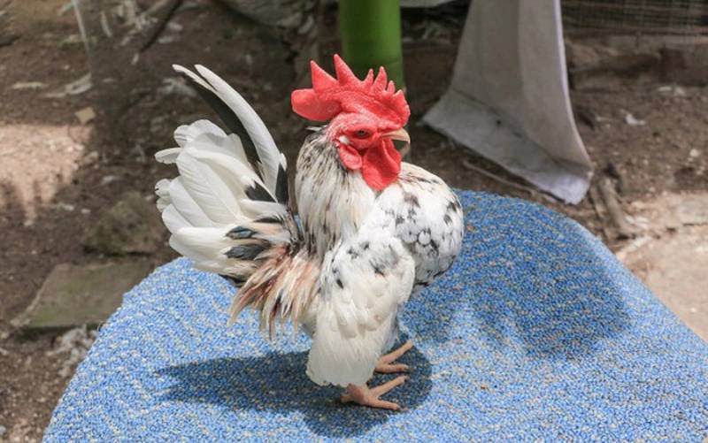 Hướng Dẫn Cách Nuôi Gà Tre Mã Lai Hiệu Quả 2 Lựa Chọn Giống Gà Tre Mã Lai
