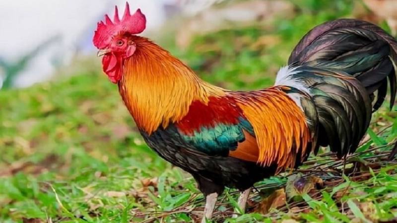 Cách Xem Màu Mạng Gà Đá Theo Ngày – Tăng Cơ Hội Thắng 2 Màu mạng trong đá gà là gì?