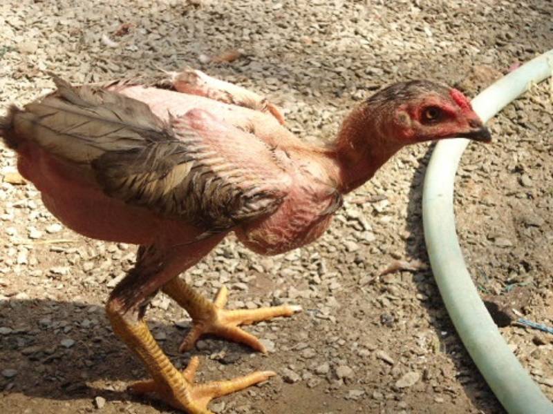 Kỹ Thuật Chăn Nuôi Gà Đá – Tạo Nên Chiến Kê Bách Chiến 3 Những dị tướng có thể mang lại tài năng đặc biệt