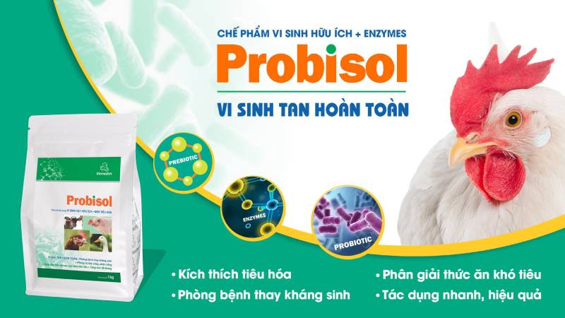 Thuốc Nuôi Gà Đá Tốt Nhất - Khỏe Mạnh, Nâng Cao Kỹ Năng Đá 4 Thuoc Cai Thien He Tieu Hoa