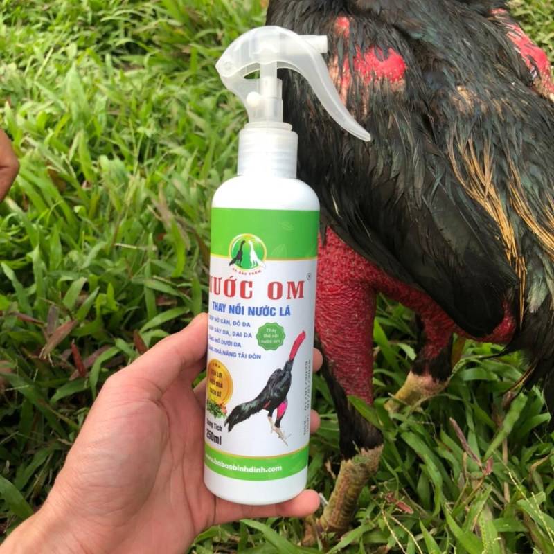 Các bước om bóp gà đá đúng cách