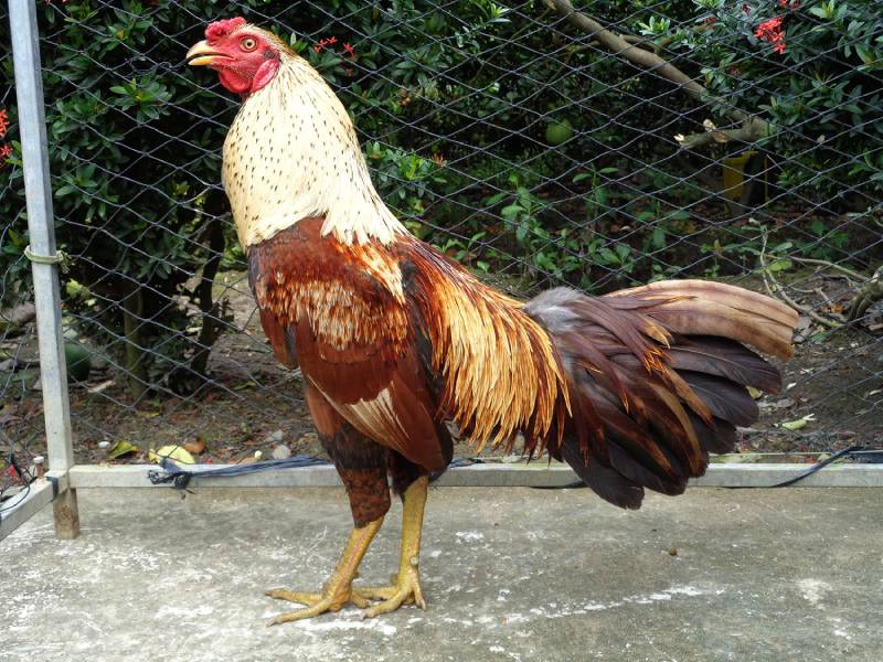 Cách Luyện Chân Gà Đá Chắc Khỏe Giúp Gà Chiến Luôn Sẵn Sàng 1 Cách Luyện Chân Gà Đá Chắc Khỏe Giúp Gà Chiến Luôn Sẵn Sàng