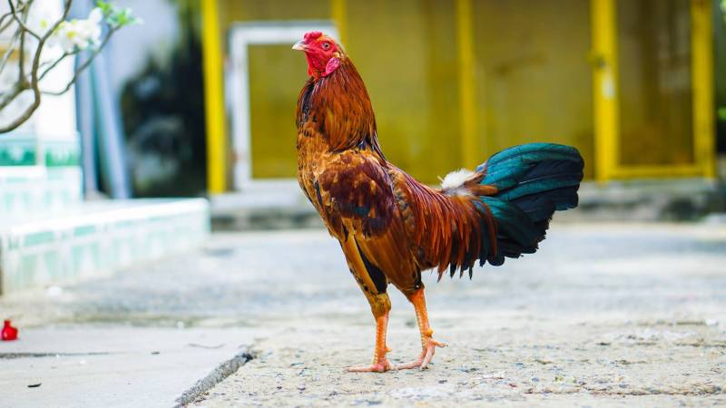Chăm sóc sức khỏe và phòng ngừa bệnh tật