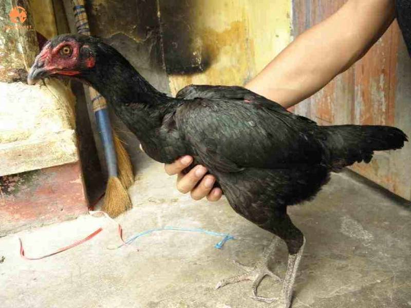 Chế độ dinh dưỡng để phát triển chân gà 