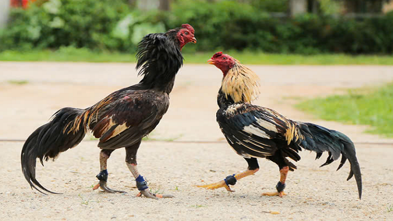 Luyện tập chân gà với bài tập đi bộ trên cát