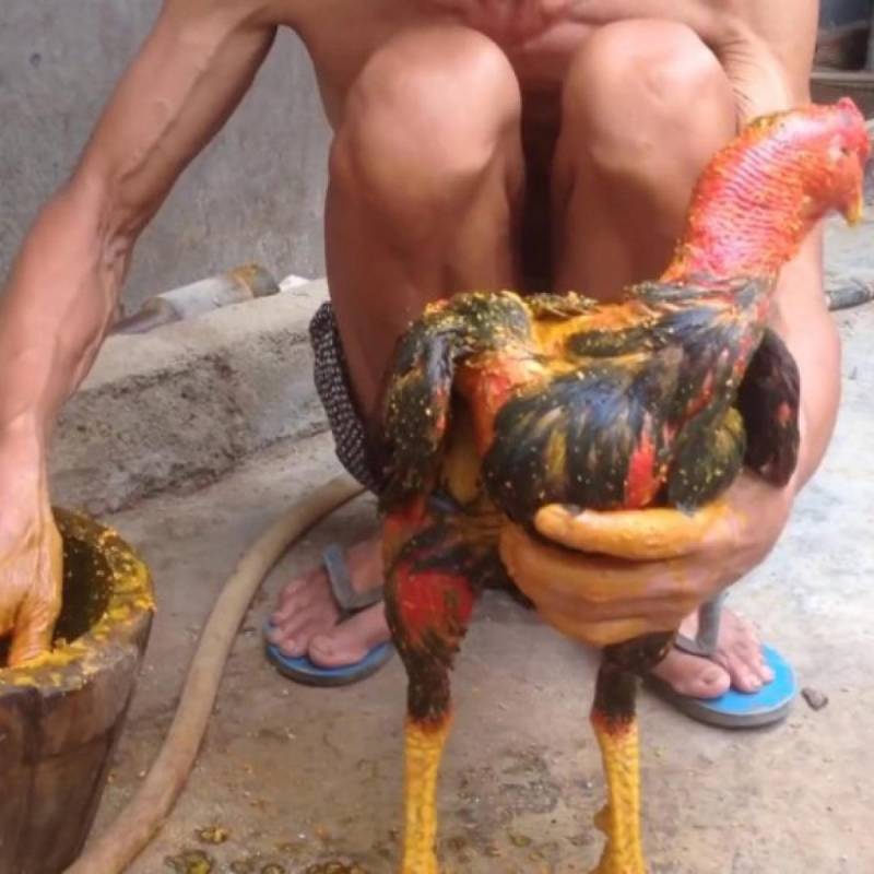 Om bóp gà đá là gì?