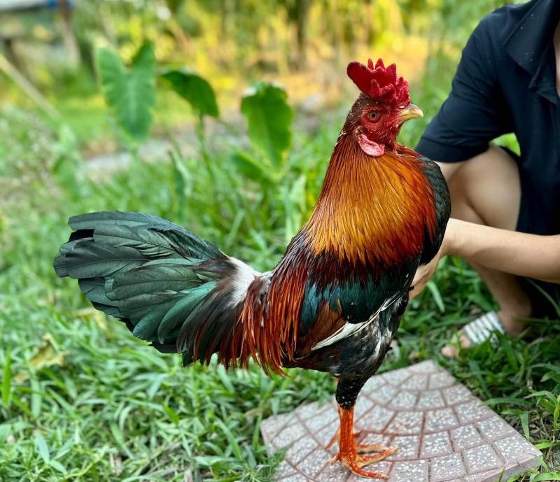 Tại sao om bóp gà đá quan trọng?