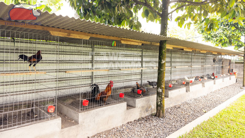 Tầm quan trọng của dinh dưỡng trong việc nuôi gà đá