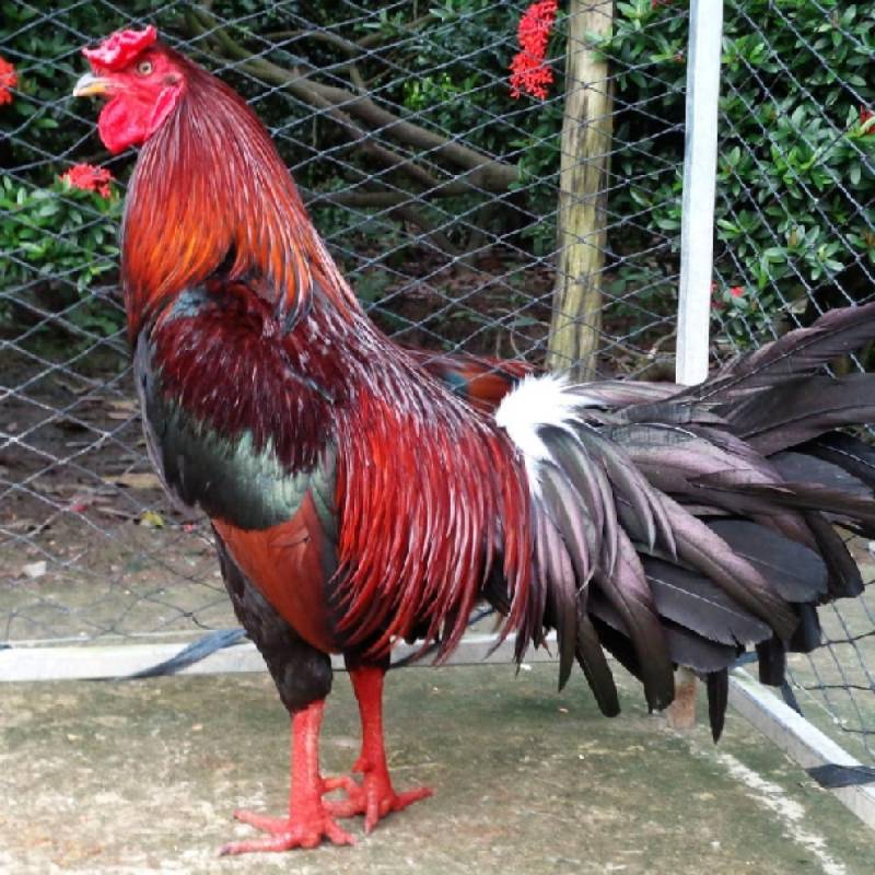 Tạo môi trường sống lành mạnh cho gà